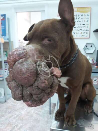 Estado del animal (Foto cedida a TA)